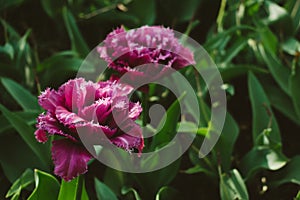 Mascotte Tulip. Double pink tulip with lighter fringe. Violet double tulips in the spring garden