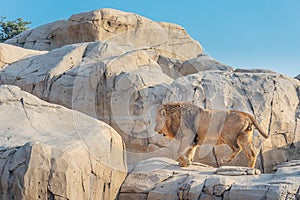 masculine lion leader climbs the cliff. The brave and strong alpha male is the master of all the females in the pride