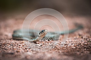 Masculine reptile or grass snake, Natrix natrix