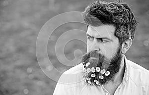 Masculinity concept. Hipster on strict face, green grass background, copy space. Guy with daisy or chamomile flowers in