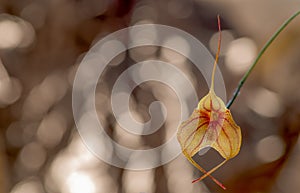 Masdevallia Hoosier Angel flower