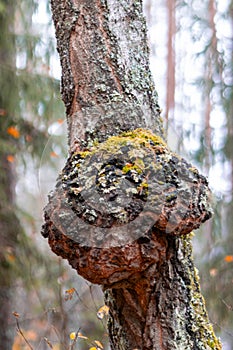 masers are growths of various shapes on tree trunks, a large maser on a birch trunk
