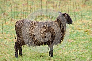 Masham Sheep Profile. photo