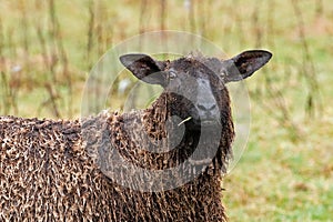 Masham Sheep Full on Stare.