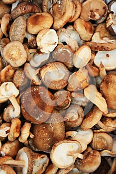 Mashroom background