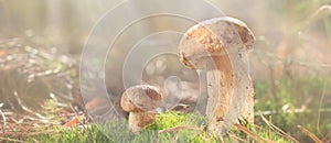 Mashroom in forest, Boletus edulis family