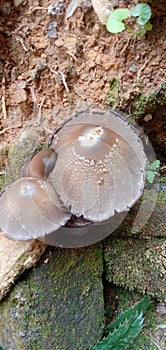 Mashroom growing during rainning season on tree and wall in Assam India