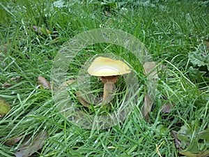 Mushroom pilze