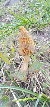 Mashroom a precious herb on the mountains of kashmir