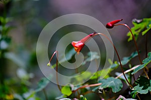 Mashua flower Tropaeolum tuberosum