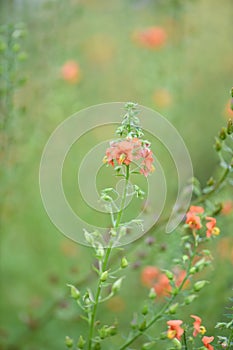 Mask flower Alonsoa meridionalis, orange flowers photo
