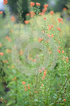 Mask flower Alonsoa meridionalis, orange flowering plants photo