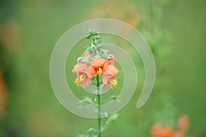 Mask flower Alonsoa meridionalis, orange flower with yellow stamen