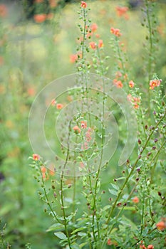 Mask flower Alonsoa meridionalis, orange flowering plant