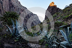 Maska ravine, cliffs, Tenerife. trail in the gorge Maska