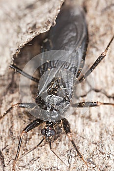Masked Assassin Bug (Reduvius personatus)