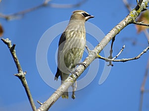 Cedar Waxwing
