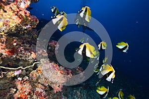 Masked bannerfish