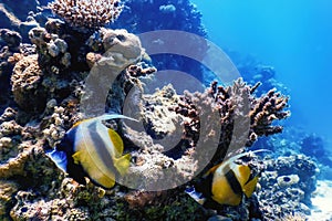 Masked bannerfish Heniochus monoceros Coral fish, Tropical waters