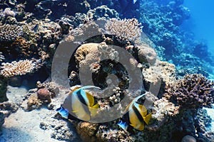 Masked bannerfish Heniochus monoceros Coral fish, Tropical waters