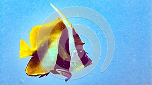 Masked bannerfish Heniochus monoceros in Maldives.