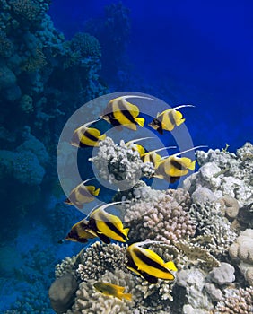 Masked bannerfishes Heniochus monoceros swim among the corals of the Red Sea