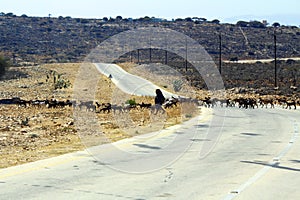 Masked bedouin woman with goats nearby Salalah, Oman