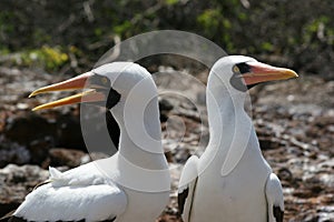 Masked Boobies, Galapagos