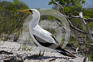 Masked Booby Bird