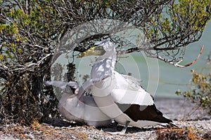 Masked Booby Bird With a Chick.