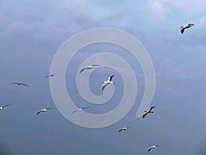 Masked booby flock Sula dactylatraoff P