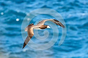 Masked booby Sula dactylatra flying over the Atlantic ocean near Tobago Island in caribean sea, beautiful marine bird