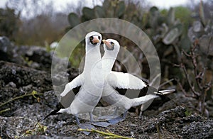 Masked Booby, sula dactylatra, Pair, Galapagos Island photo