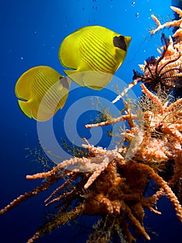 Masked Butterfly Fish