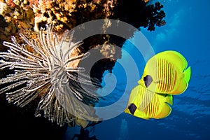 Masked Butterfly Fish photo