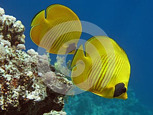 Masked Butterfly Fish