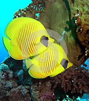 Masked Butterfly Fish