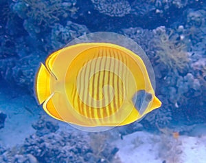 Masked butterfly fish photo