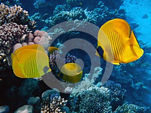 Masked butterfly fish, Chaetodon semilarvatus. Red Sea