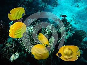 Masked butterfly fish, Chaetodon semilarvatus. Red Sea