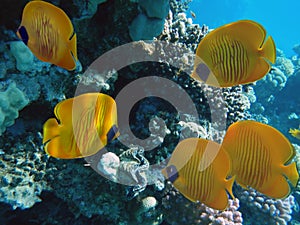 Masked butterfly fish, Chaetodon semilarvatus. Red Sea