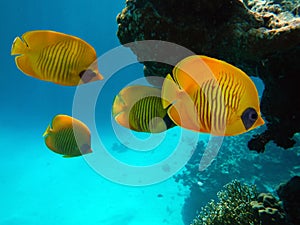 Masked butterfly fish, Chaetodon semilarvatus. Red Sea