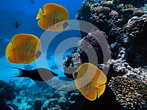 Masked butterfly fish, Chaetodon semilarvatus. Red Sea