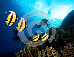 Masked Butterfly Fish and divers.