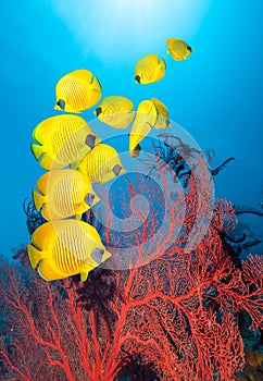 Masked Butterfly Fish and Red Corals.