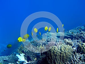 Masked butterfly fishes