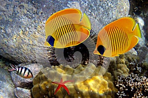 Masked butterfly fishs