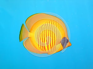 Masked Butterflyfish