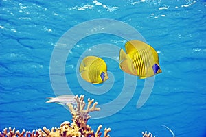 Masked butterflyfish (chaetodon larvatus)