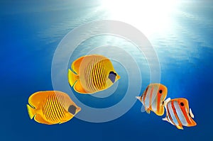 Masked butterflyfish and copperband butterflyfish